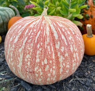 Ķirbis 'One Too Many'